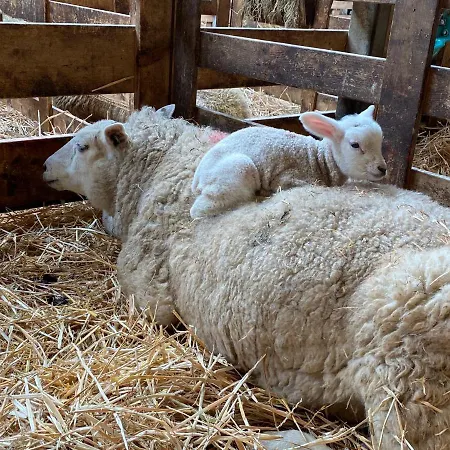 בית הארחה Waves